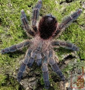 亚马逊蓝宝石粉趾5.5厘米钴蓝粉稀有品种宠物蜘蛛