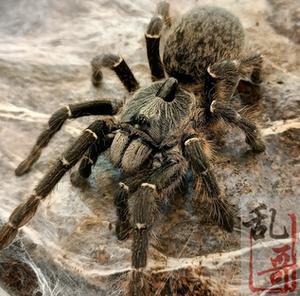 斜角巴布宠物蜘蛛4-6厘米凶猛好养独特黑角兽盘丝大仙活体