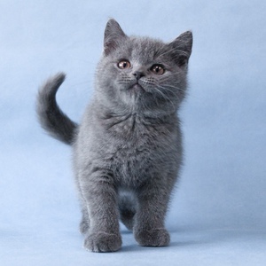 纯种英短蓝猫幼猫活体矮脚曼基康英国短毛猫宠物猫咪健康血统猫舍