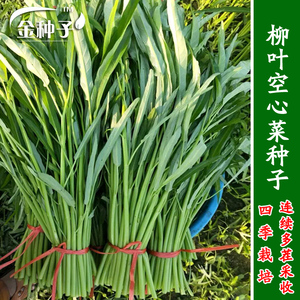 空心菜种子 柳叶青骨空心菜 阳台盆栽蔬菜种子 高出芽率易栽春季