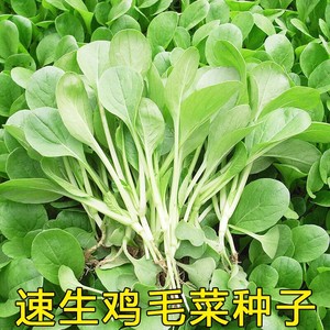 鸡毛菜种子种籽大全四季小白菜种孑油菜上海青室内盆栽青菜小油菜