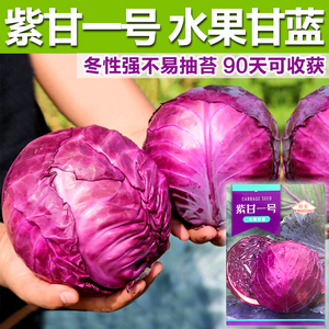 紫甘蓝种子中早熟包菜种紫红色圆球形甘兰洋白菜种籽卷心菜籽种孑