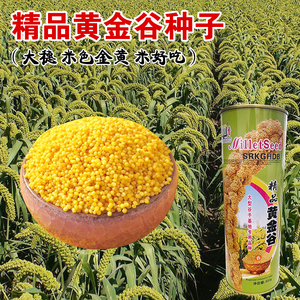 黄金谷吨谷一号小米种子春季矮杆大穗谷种谷子种子黄谷粟米小香米