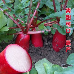 老不糠水萝卜种子种籽红皮水果罗卜籽种四季盆栽菜种红蔬菜孑子