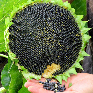 美国超级矮大头油葵向日葵种子春季播矮杆大盘榨油食用葵花籽种孑