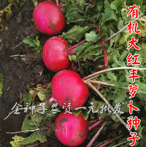 沈阳超红萝卜种子大红袍蔬菜种子萝卜种子菜种子蔬菜种子阳台盆栽
