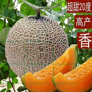 新疆网纹哈密瓜种子四季播水果哈蜜瓜甜瓜香西瓜阳台蔬菜种籽正品