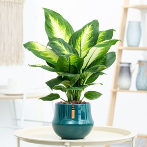 万年青植物盆栽花叶银皇后室内绿植旺宅好养易活客厅花卉四季常青