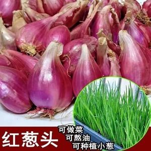 广东正宗红葱头干香葱头种子食用香料新鲜本地红皮葱头熬葱油葱酥