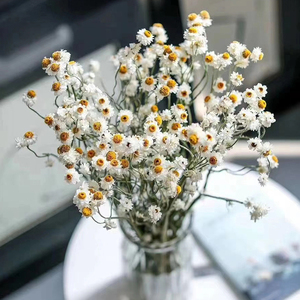 洋甘菊干花ins北欧田园简约装饰插花民宿服装店倒挂摆设天然真花