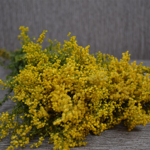 黄莺花云南真花干花,装饰,搭配,摆拍,各花束配花
