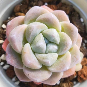 【玉柱多肉】玉柱多肉品牌,价格 - 阿里巴巴