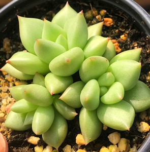 同款货源庆林工厂店淘宝22黄金象牙多肉 韩货进口精品稀有品种 一