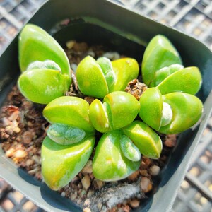 无比玉红花 生石花多肉植物番杏科肉锥植物小精品【小李家多肉】