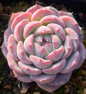 雪芙蓉多肉植物一物一拍血斑稀有品种云南精品【小李家多肉】