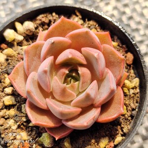 夏梦 玫瑰夫人 浪漫 小单头多肉植物 一物一拍【小李家多肉】