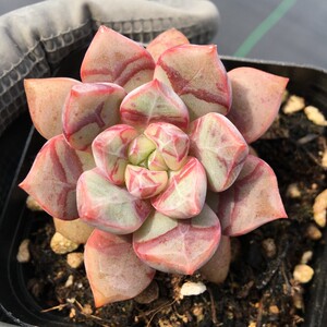 血燕多肉植物一物一拍回声稀有云南精品盆栽【小李家多肉】