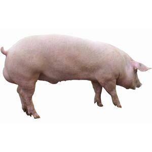 原种太湖母猪仔长白二元活猪养殖育肥肉猪活体小猪仔活苗黑白土猪