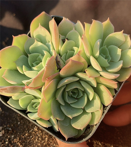 沙漠玫瑰 一物一拍多肉植物大肉老桩不含盆土