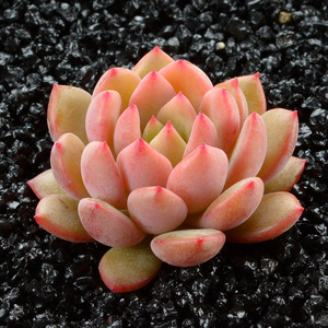 青苹果 多肉植物花卉绿植盆栽办公室防辐射 多肉 小盆景特价