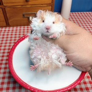 仓鼠家养长毛金丝熊鼠学生好养小宠物波利纹熊纯银面纹蜜眼线活物