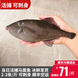 刺身级鲜活马面鱼剥皮鱼扒皮鱼当天现捕冰鲜发货非冷冻东山岛海鲜