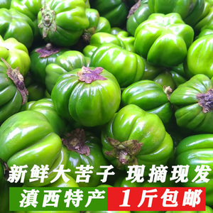 云南德宏特色苦茄新鲜苦子果傣味酸汤蔬菜大苦子现摘现发500g一斤