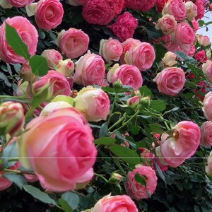 粉沙龙宝石藤本月季花苗龙沙宝石 爬藤阳台植物0人付款6