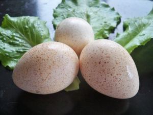 贝蒂娜青铜火鸡受精蛋可孵化小鸡种蛋火鸡蛋包邮免邮