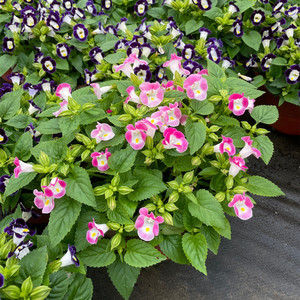 夏瑾盆栽夏堇夏季花卉耐热耐晒植物庭院阳台花卉易爆盆花期长好养