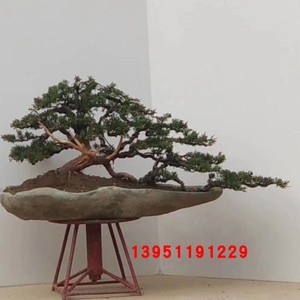 真柏盆景日本济州