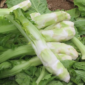 四川新鲜棒棒菜 青菜头 青菜青菜生棒菜菜头包邮农家自种现砍现发
