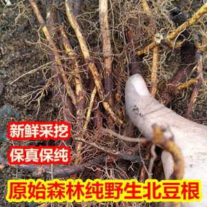 原始森林纯野生北豆根新鲜中药材黄香条野豆根500克有晒干新货