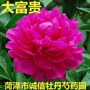 菏泽市诚信牡丹芍药园特产花卉芍药花苗[大富贵],2018年秋天发货