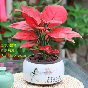 红叶吉利红室内净化空气小盆栽好养易活办公室桌面防辐射绿植