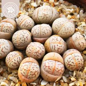 多肉植物编号生石花红网纹灵耀玉绫耀玉大白pp屁股花番杏沙洲绿荫