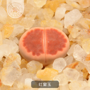 多肉编号生石花 红窗玉红砖红色pp花番杏科石头花屁股花饱满白花