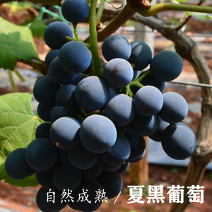 现货 云南夏黑葡萄新鲜水果孕妇水果 4斤黑蜜味甜树上自然成熟