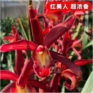 【红美人】兰花四季兰红花浓香花期12-3月份室内客厅花卉盆栽