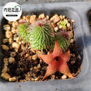 阿修罗多肉植物 稀有开花萝藦科无刺仙人球群生多头防辐射