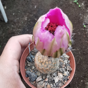 开大花的仙人球