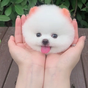 茶杯犬博美幼犬长不大宠物真狗俊介博美适合孩子养的宠物小狗活物