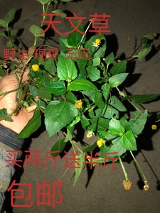 野生天文草 现采鲜品500克 包邮 金纽扣中草药材雨伞草大黄花苦草