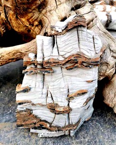 太行山奇石天龙千层原石自然选材造景装饰园艺花卉鱼缸盆景摆放