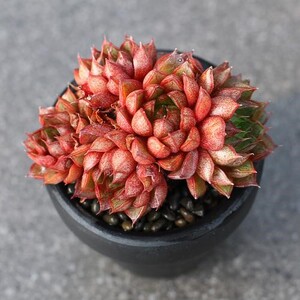多肉植物  猫眼  5~6cm 超萌多肉组合绿植盆栽花卉肉肉植物