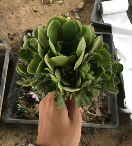 冰绒多肉植物