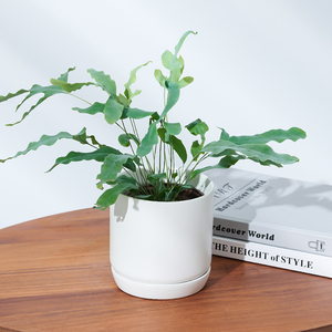 爱优尚心愿蕨盆栽心愿叶蕨类植物室内桌面客厅绿植四季常青篮星蕨