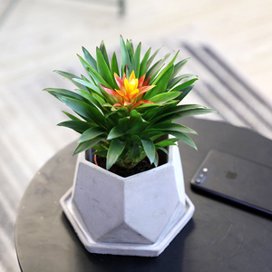 电脑宝贝防辐射盆栽