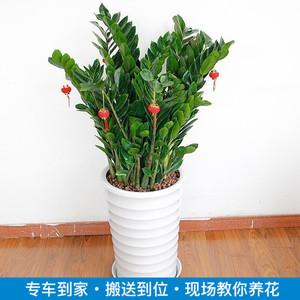 00 14人付款  天猫 爱优尚金钱树盆栽钱串子客厅室内阳台植物乔迁开业