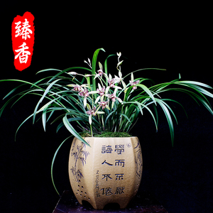 兰花苗宝岛仙女浓香建兰奇花矮种小盆栽好养不带花苞绿植花卉室内